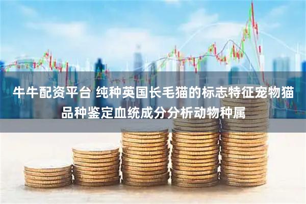 牛牛配资平台 纯种英国长毛猫的标志特征宠物猫品种鉴定血统成分分析动物种属